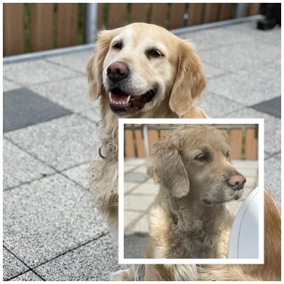 Hund auf der Terrasse der hundefreundlichen Ferienwohnung in Winterberg